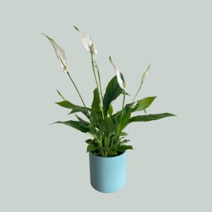 Spathiphyllum - Petite taille