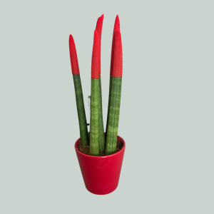 Sansevieria Cylindrica - Rouge