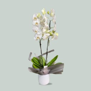 Orchidée Blanche Élégante